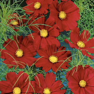 Bright red flowers with yellow centers surrounded by delicate green foliage.